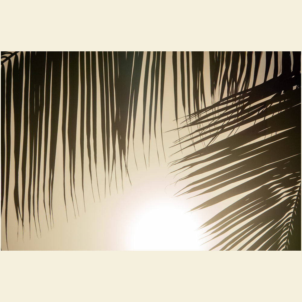 Sunset Palms Giclee Art Prints