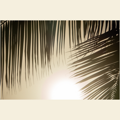 Sunset Palms Giclee Art Prints