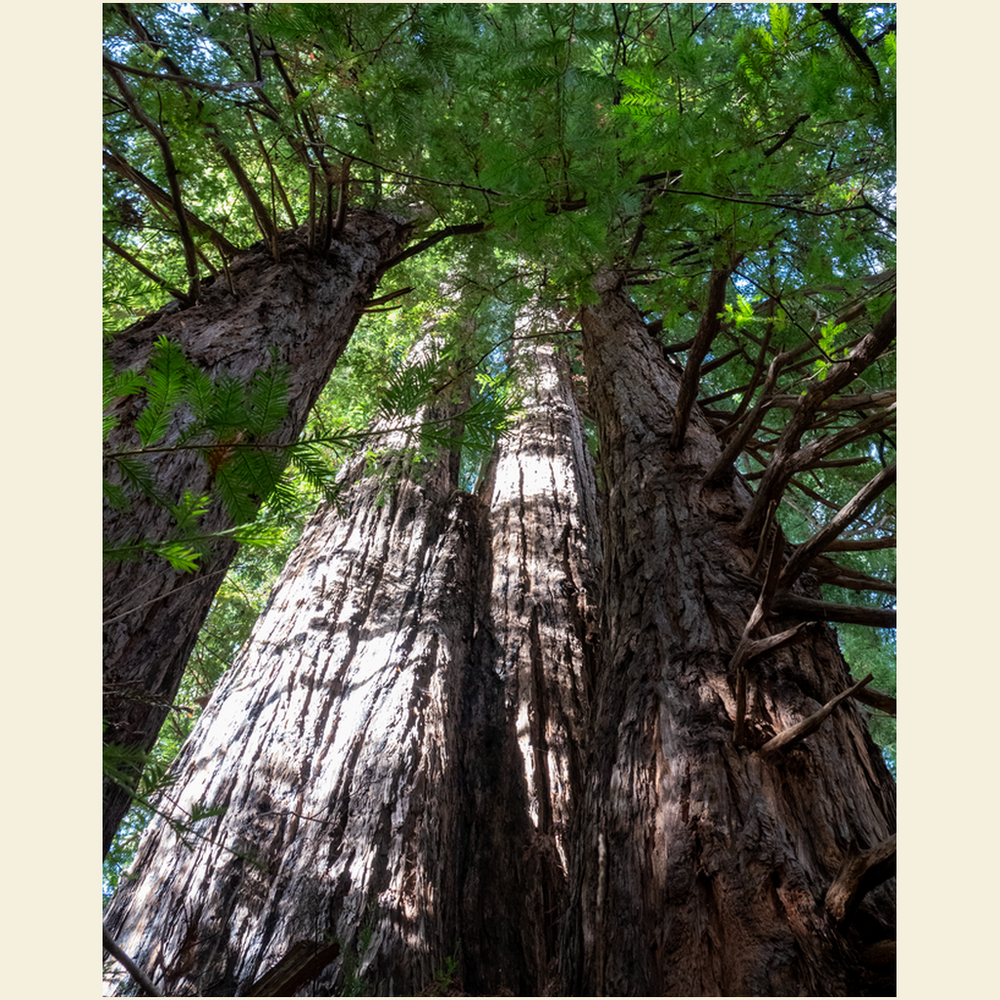 Big Sur Trees Giclee Art Prints
